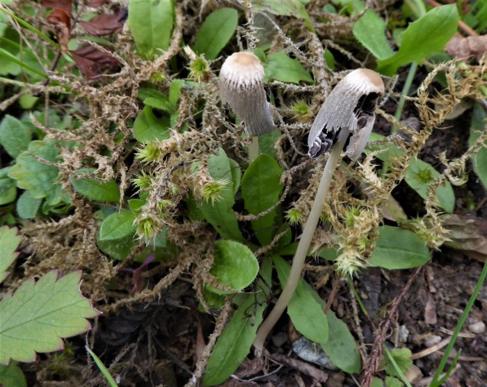 Parasola leiocephala plicatilis Coprinus Kahlkoepfiger Scheibchentintling Radtintling Saprobiont Gebuesch Grasland mikroskopische Bestimmung Feldmykologe Mikroskopierkurs Krieglsteiner Pilschule