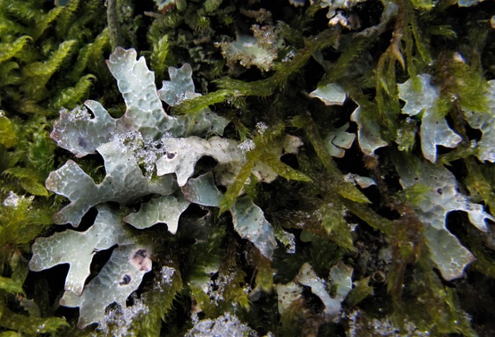 Parmelia sulcata Gefurchte Blattflechte Sulcatflechte Lecanorales Flechtenkurs epiphytisch Laubbaeume Schwaebische Alb Aalen Tauchenweiler Feldmykologe Ausbildung Spaltensorale Pseudocyphellen