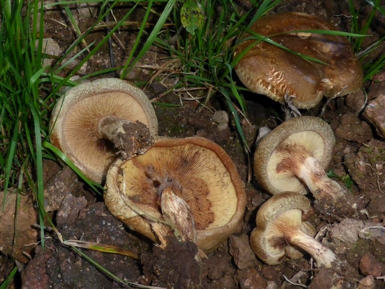 Paxillus-involutus-Hornberg-Schwarzwald-Kahler-Krempling-giftig-essbar-Immunschock-Antikrper