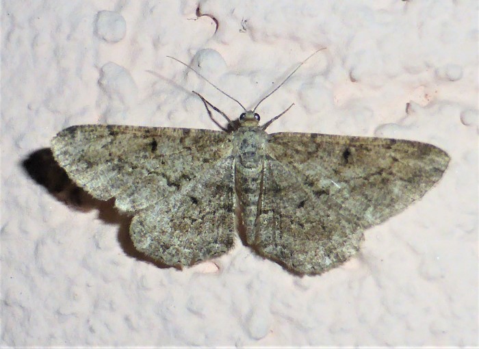 Peribatodes rhomboidaria Rauten Rindenspanner Geometridae Nachtfalter Lepidoptera Aussenbeleuchtung Lichtfalle Terrasse Artenreichtum Biodiversitaet bizarres Muster wunderschoen