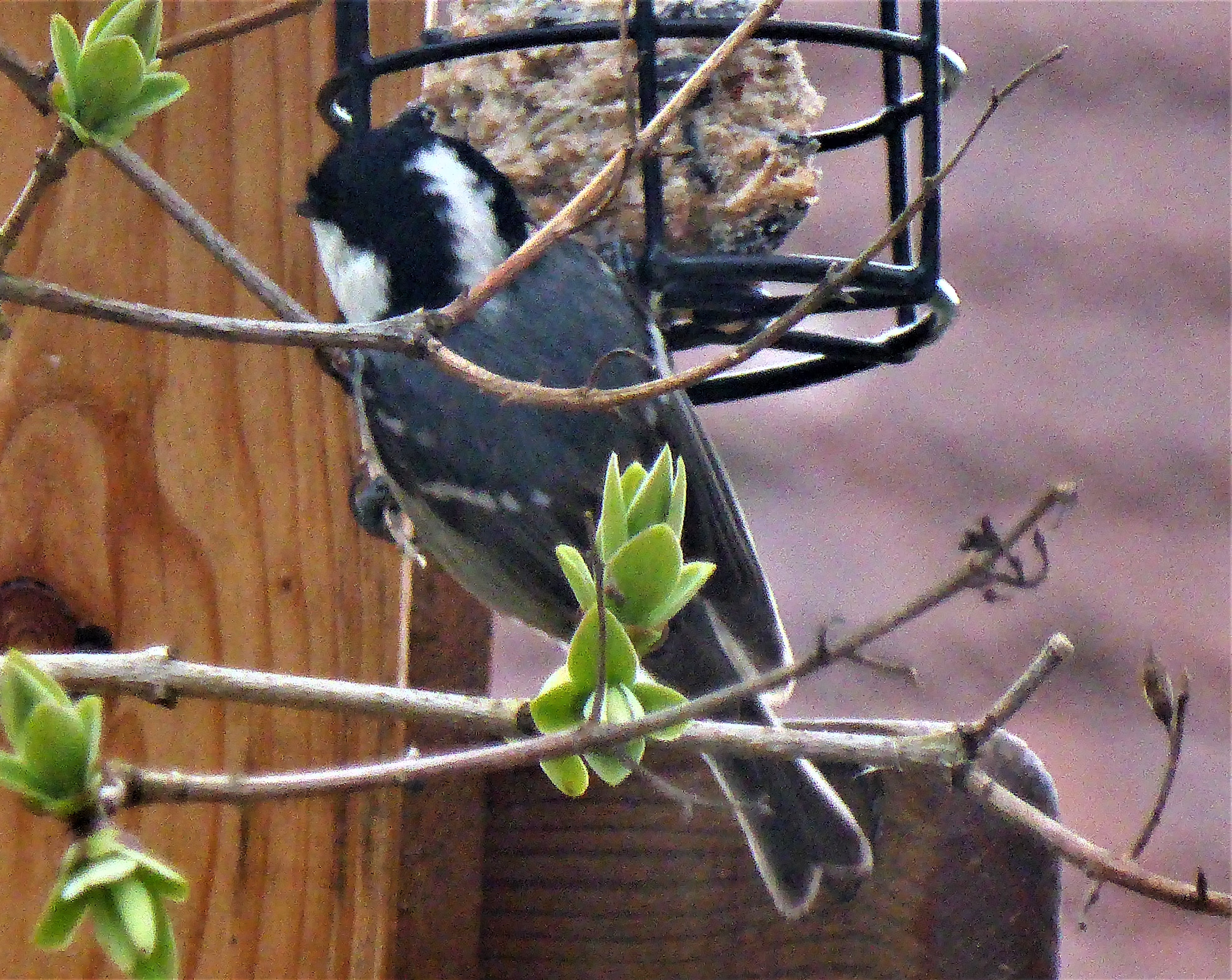 Periparus ater Parus Tannenmeise Nadelwald Winterfuetterung Fruehling Naturgarten ohne Gift ohne Pestizide Krieglsteiner Artenvielfalt Biodiversitaet Singvoegel Flieder Krieglsteiner Pilzschule