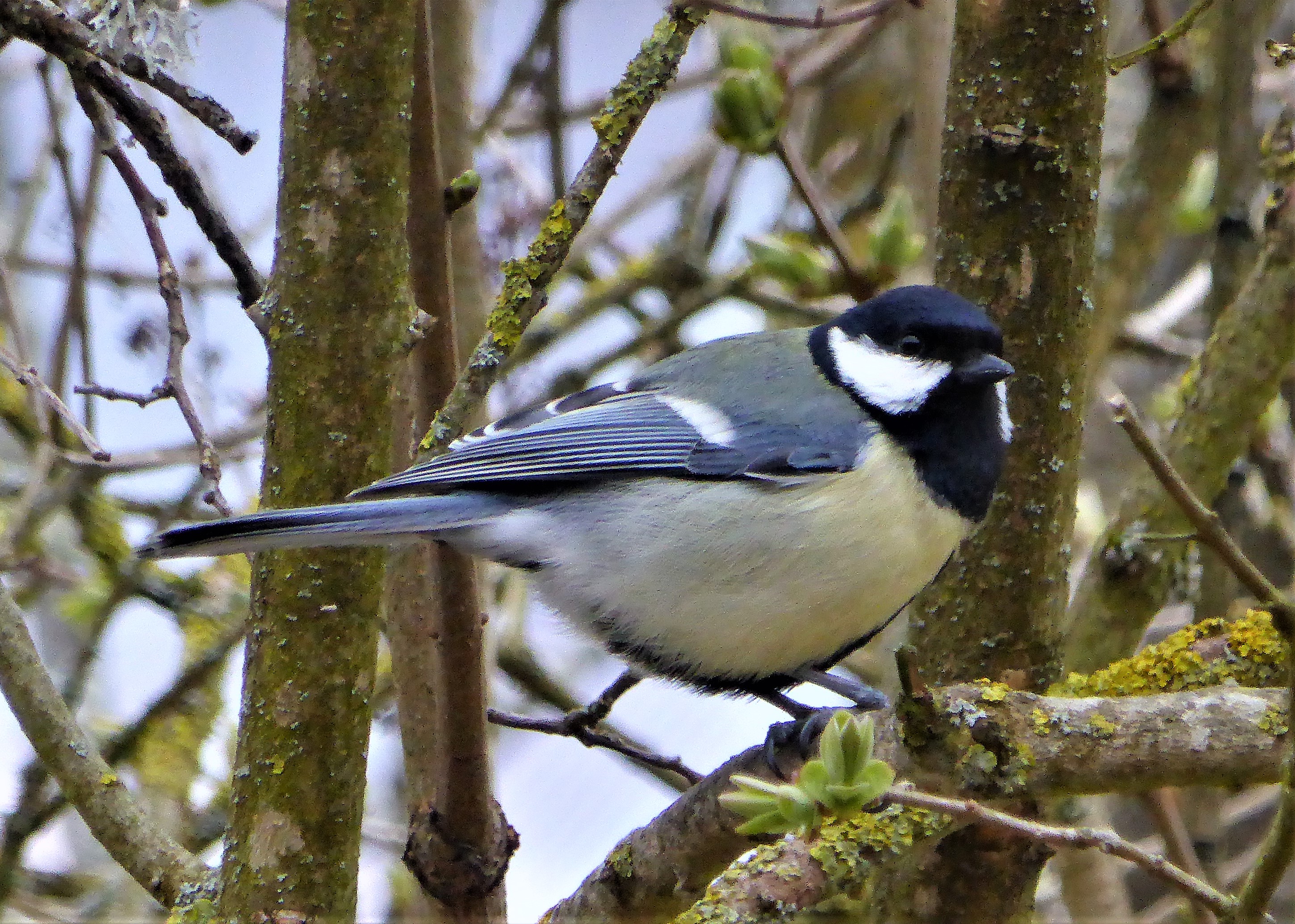 Periparus ater Parus Tannenmeise Nadelwald Winterfuetterung Fruehling Naturgarten ohne Gift ohne Pestizide Krieglsteiner Artenvielfalt Biodiversitaet Singvoegel Flieder Syringa vulgaris Meisenknoedel