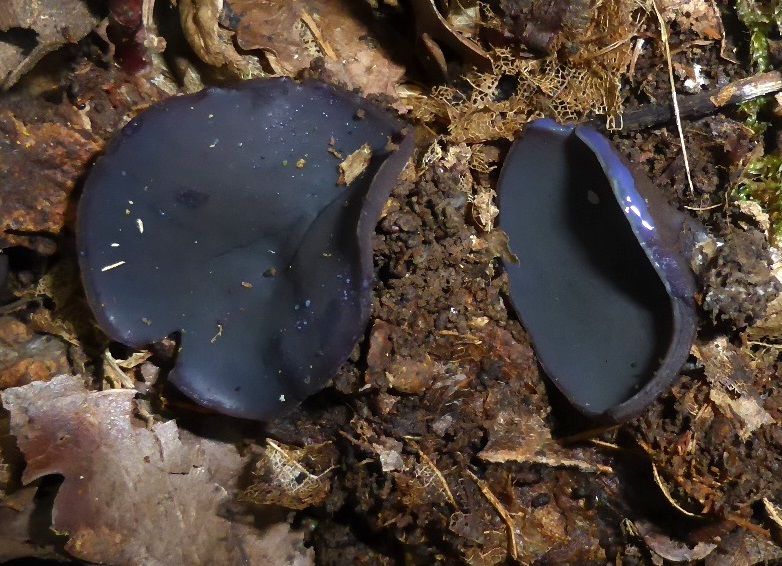 Peziza-saniosa-Violettmilchender-Becherling-Milch-Nationalpark-Eifel-Pilzkurse-Stuttgart-Nordrhein-Westfalen-basenhaltig-Standort