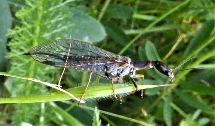 Phaeostigma major Groe Braunmal Kamelhalsfliege Raphidioptera Spraitbach Stengellose Kratzdistel Cirsium acaule Kalk Saumbeet Naturgarten Insektarium Krieglsteiner Pilzschule