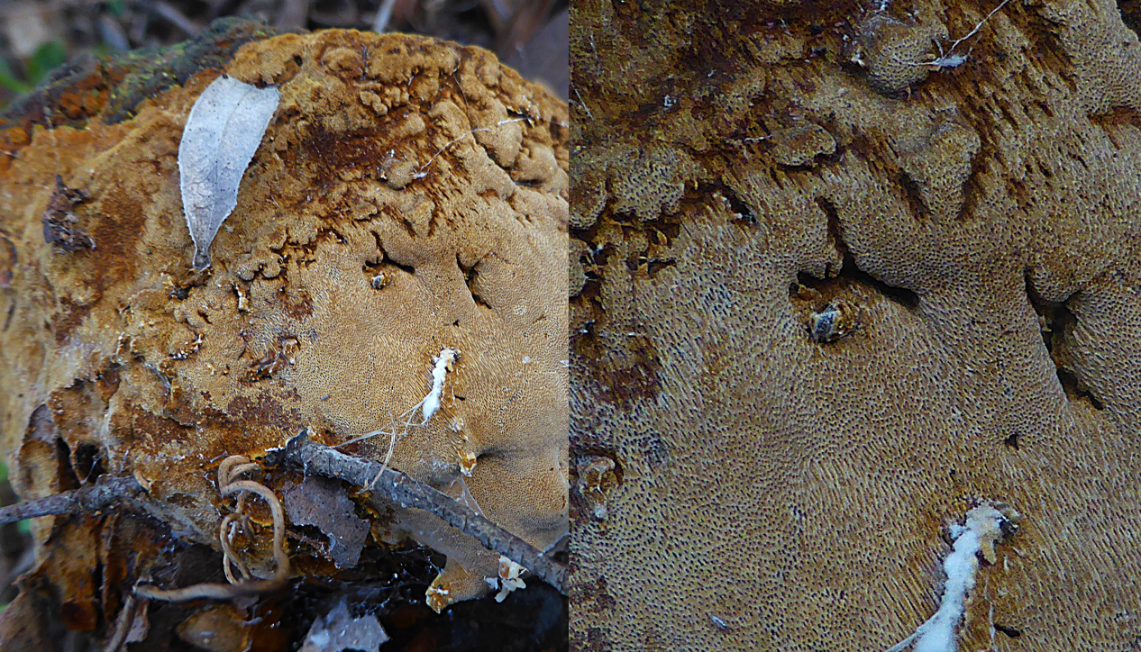 Phellinus erectus 3 Poren Hut aufrecht Macchia Aufrechter Feuerschwamm Steineiche mediterran Mittelmeergebiet immergruene Eichen Krieglsteiner