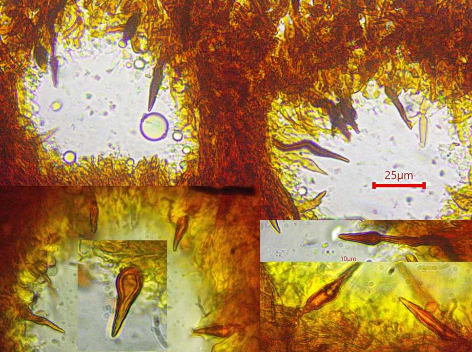 Phellinus erectus 4 Fomitiporia erecta Feuerschwamm Hymenochaetaceae hymeniale Setae dickwandige Zystiden Trama Hymenium Mikroskopierkurs