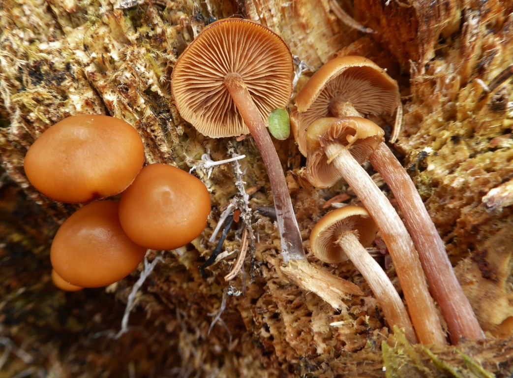 Pholiota Kuehneromyces lignicola Fruehlings Stockschwaemmchen Glattstieliges Speisewert unbekannt Schweden Fichtenstumpf montan alpin arktisch