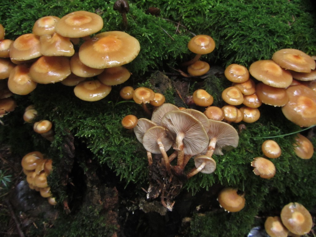 Pholiota-Kuehneromyces-mutabilis-Laubholz-Stiel-schuppig-Stockschwmmchen