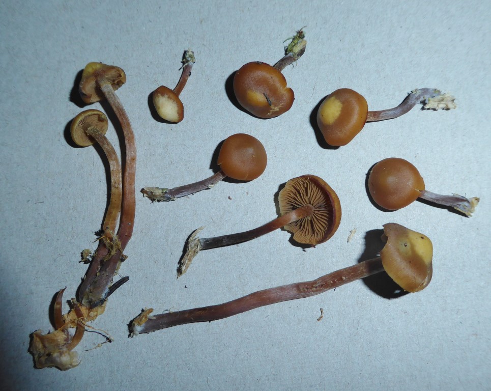 Pholiota Kuehneromyces myriadophylla vernalis lignicola Studio hygrophan Stockschwaemmchen essbar giftig Speisewert