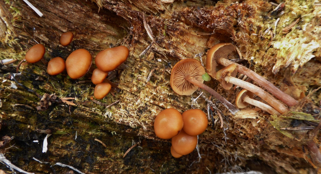 Pholiota lignicola Kuehneromyces Fruehlings Stockschwaemmchen Schweden Norwegen Fichte Holz braunfaul Finalphase Habitus Krieglsteiner