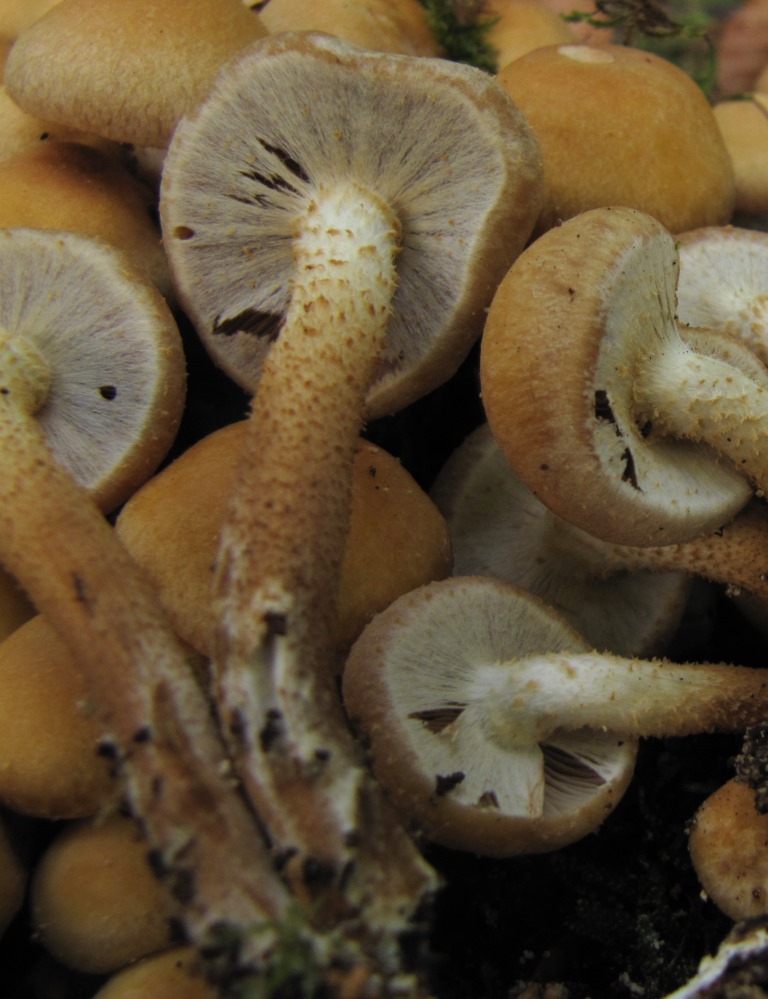 Pholiota-mutabilis-Kuehneromyces-Stockschwaemmchen-Stiel-schuppig-Niedersachsen