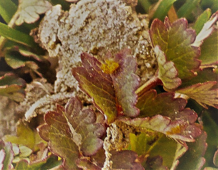 Phragmidium sanguisorbae poterii Wiesenkopf Rost Kleiner Sanguisorba minor Morchelbeet Kalk Saumbeet autoezisch Uredien Parasitenkurs Pucciniales Krieglsteiner Feldmykologe Spraitbach Naturgarten