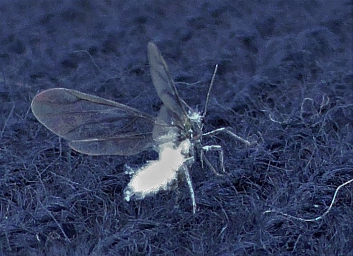 Phyllaphis fagi Blattlaus Buchen Sternorhyncha Spraitbach Buchenwolllaus Callaphididae Schnabelkerfe Fagus Artenvielfalt Insektenwelt