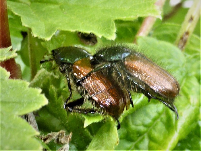 Phyllopertha horticola Gartenlaulbkaefer Paarung Spraitbach Naturgarten Blatthornkaefer Scarabaeidae Ostalbkreis Pilzschule Schwaebischer Wald