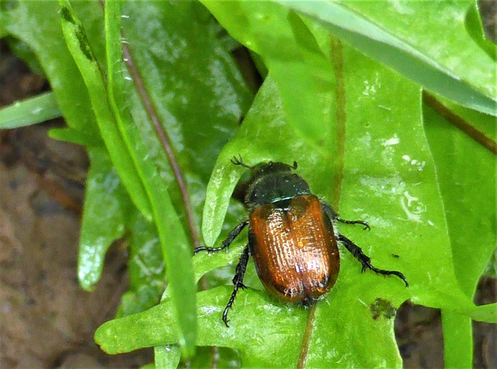 Phyllopertha horticola Gartenlaulbkaefer Spraitbach Naturgarten Blatthornkaefer Scarabaeidae Ostalbkreis Pilzschule Schwaebischer Wald Artenvielfalt Insekten