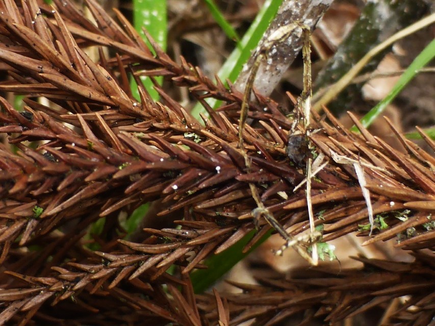 Physalacria cryptomeriae 1 Sicheltannen Zystidenkeulchen Deutschland Baden Wuerttemberg Rems Murr Kreis Winnenden Hallimasch Rueblinge Krieglsteiner Pilzkurse