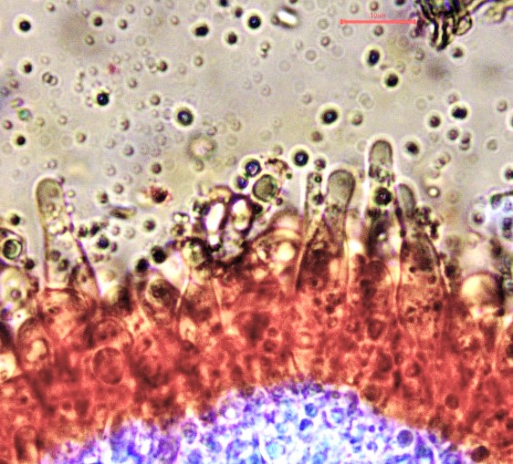 Physalacria cryptomeriae 10 Hymenialzystiden oelreich Krieglsteiner Pilzschule Schwaebischer Wald Winnenden Baden Wuerttemberg Sicheltanne Keulchen clavarioid
