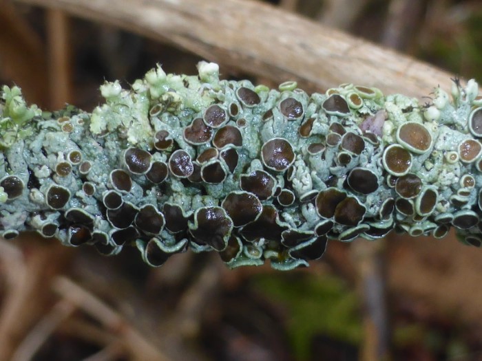 Physcia stellaris Stern Schwielenflechte Apothezien lecanoral Lagerrand Winjterlinde Tilia cordata epiphytisch Baumborken Flechtenkurs PIlzschule Schwaebischer Wald Krieglsteiner Artenvielfalt