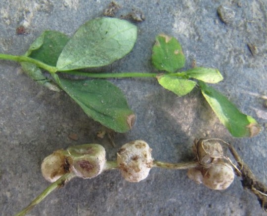 Physoderma potteri 1 Urophlyctis Toepfchenpilze Chytridiomycota Flagellatenpilze Nationalpark Eifel Sumpfhornklee Lotus uliginosus