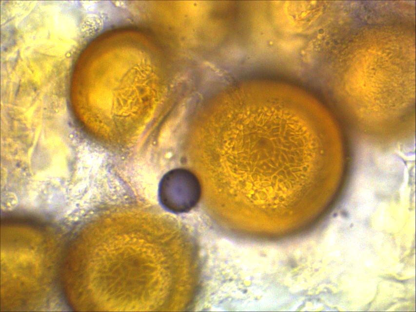 Physoderma potteri 14 Pilzschule Schwaebischer Wald Biodiversitaet Kartierung Artenvielfalt Auftrag Nationalpark Eifel Krieglsteiner