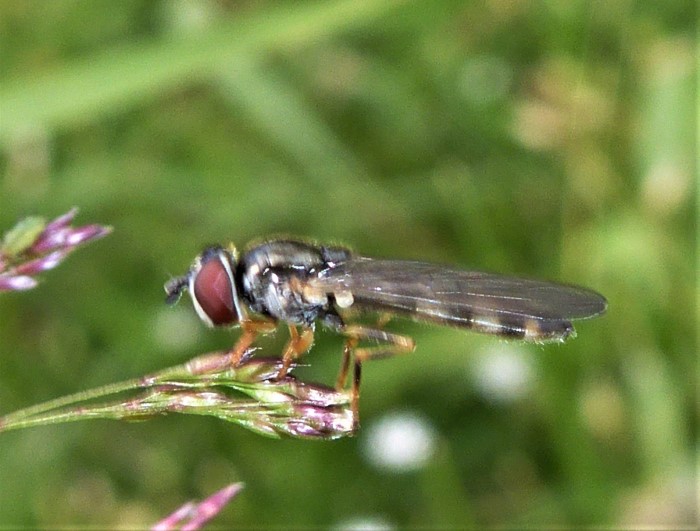 Platycheirus clypeatus Schildfoermige Breitfussschwebfliege Spraitbach Naturgarten Artenvielfalt Diptera Syrphidae Pilze Pflanzen Natur Biodiversitaet