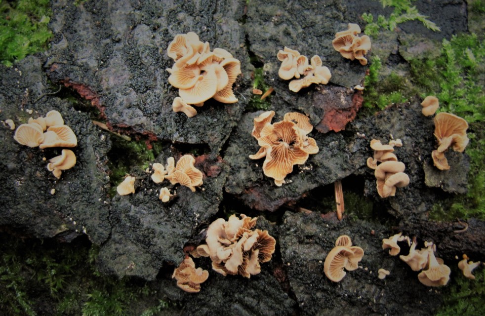 Pleuromyces hungaricus 1 Bayern Unterfranken Ebern Truppenuebungsplatz Buche Fagus sylvatica Stummelfuesschen unbekannt Krieglsteiner PIlzschule