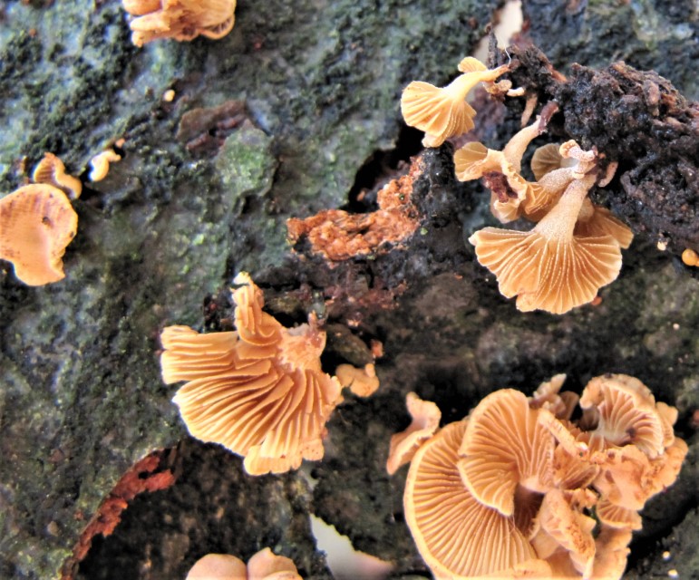 Pleuromyces hungaricus 6 Ungarisches Seitenfuesschen Erstnachweis Krieglsteiner Pilzschule Schwaebischer Wald Buche Fagus sylvatica Stamm