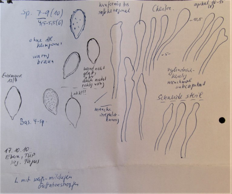 Pleuromyces hungaricus Zeichnung Skizze mikroskopische Merkmale Sporen Cheilozystiden Ebern Unterfranken Truppenuebungsplatz Krieglsteiner Lothar