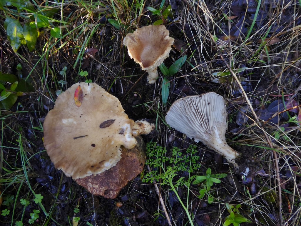 Pleurotus eryngii ferulae Kraeuterseitling Kulturpilz Portugal Algarve Trockenrasen Steppe Macchia Mitteleuropa Suedeuropa