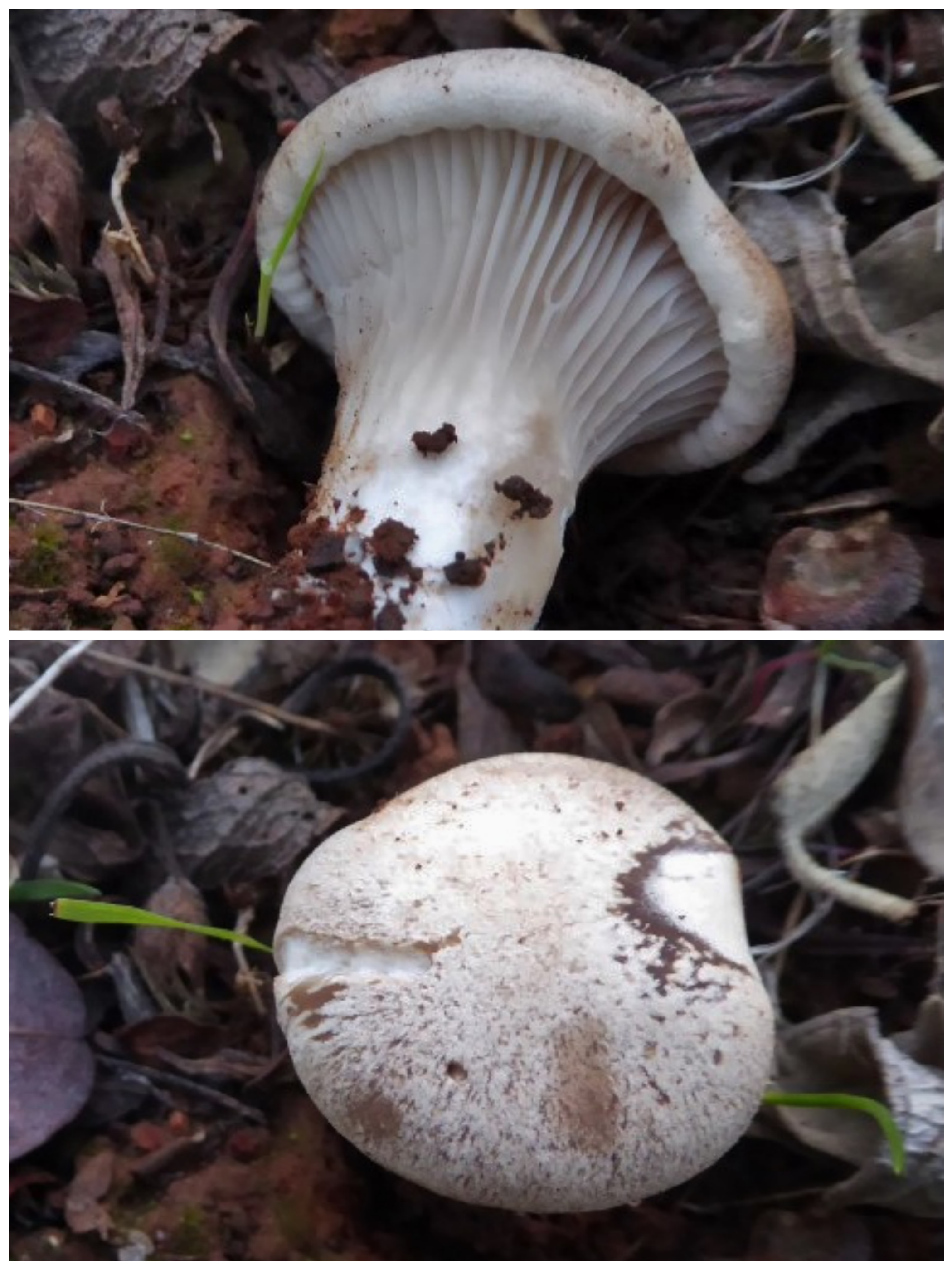 Pleurotus eryngii thapsiae wilder Kraeuterseitling Kulturpilz Portugal Algarve Macchia Faro essbar wohlschmeckend lecker Fotor Collage