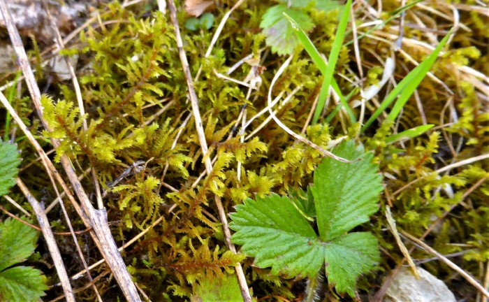 Pleurozium schreberi Rotstaengelmoos acidophiler Saeurezeiger Heidebeet kaetzchenfoermige Beblaetterung Mooskurs Zeigermoos PIlzschule Schwaebischer Wald Feldmykologe 2