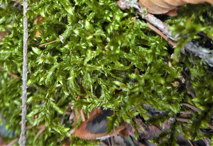 Pleurozium schreberi Rotstaengelmoos acidophiler Saeurezeiger Heidebeet kaetzchenfoermige Beblaetterung Mooskurs Zeigermoos PIlzschule Schwaebischer Wald Feldmykologe 3