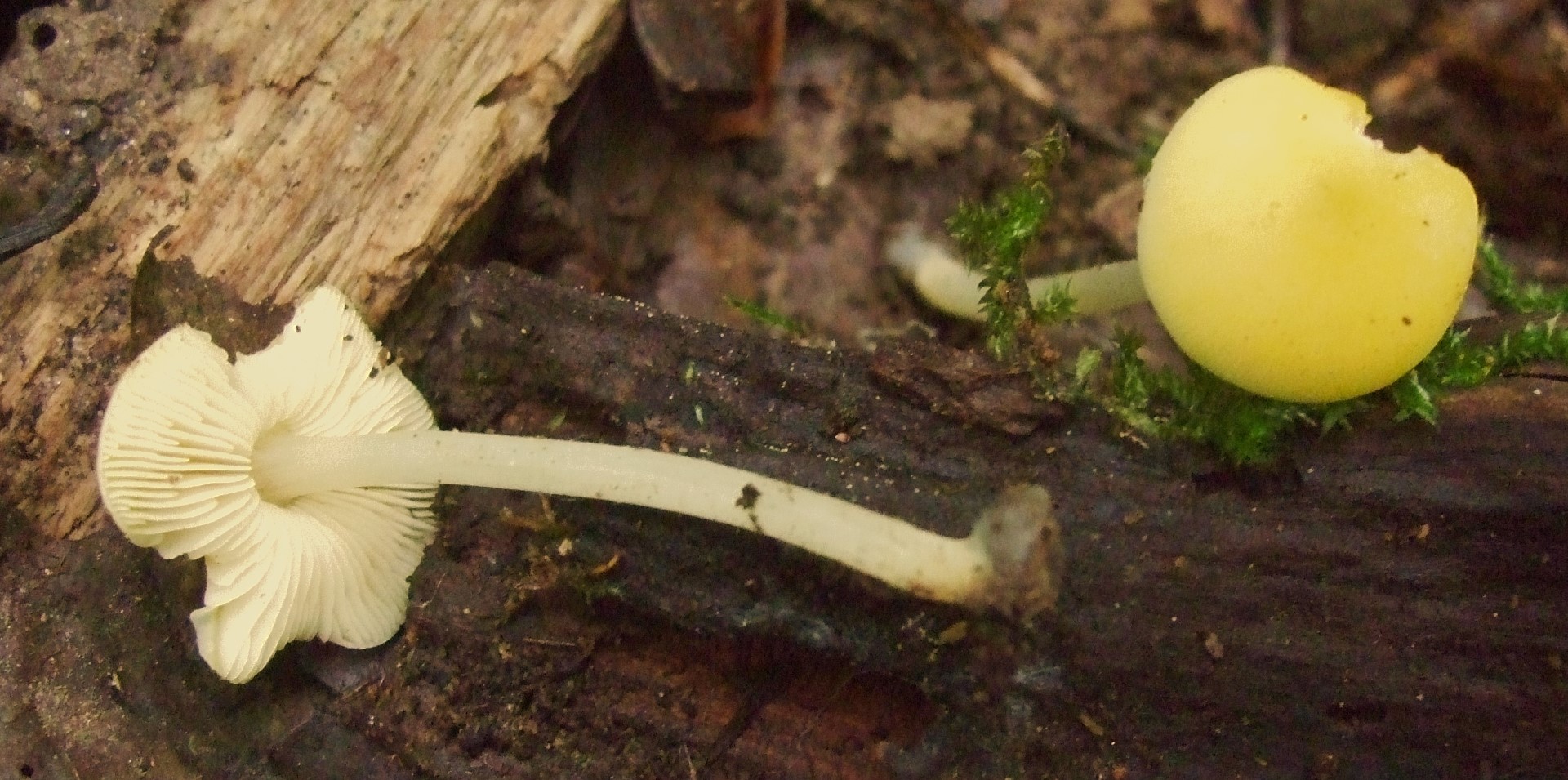 Pluteus chrysophaeus luteovirens Deutschland Baden Wuerttemberg Rhein Auwald Tag der Artenvielfalt Laubholz Krieglsteiner Pilzkurse Pilzschule Gro