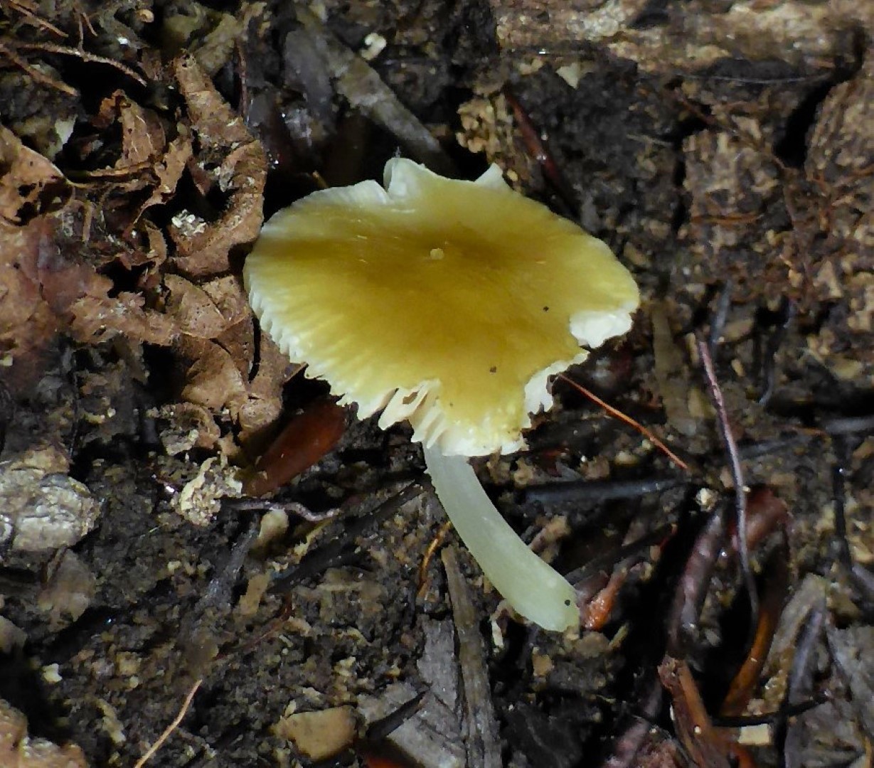 Pluteus chrysophaeus luteovirens Gelbgruener Dachpilz Senfgelber Urwald Altholz Kroatien Buche Krieglsteiner Senfgelber Dachpilz Gro