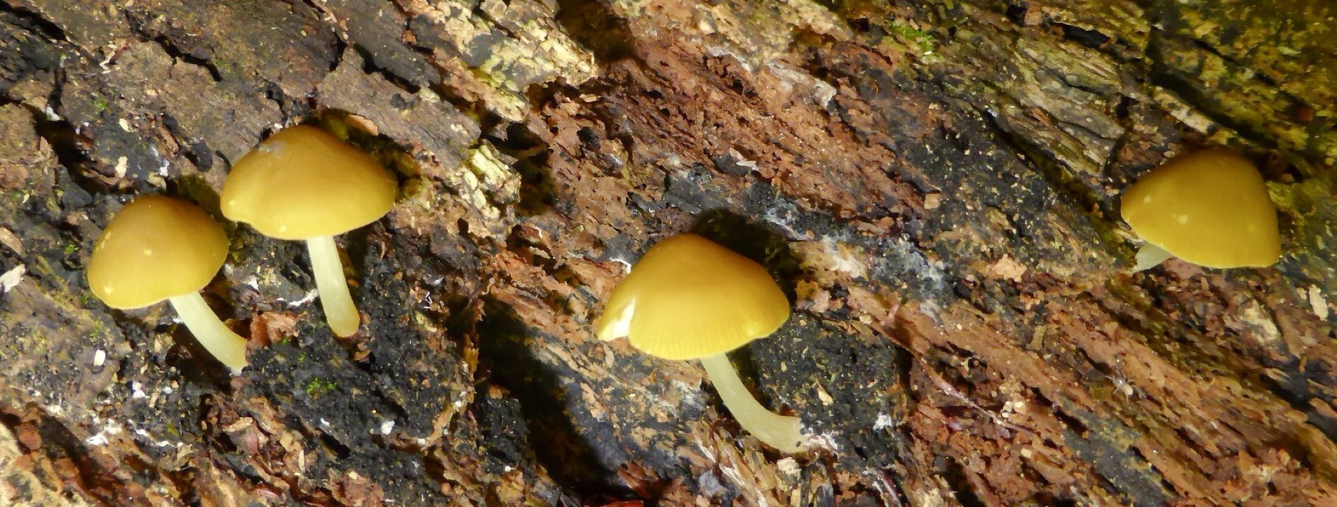 Pluteus chrysophaeus luteovirens Kroatien Urwald Altholz Buche Laubbaeume Finalphase phlebophorus romellii Huthaut Krieglsteiner Gro