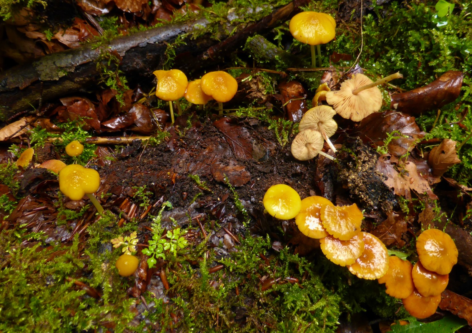 Pluteus chrysophaeus luteovirens Tschechien Urwald Zofin Altholz Buche Krieglsteiner Pilzschule Schwaebischer Wald Gro