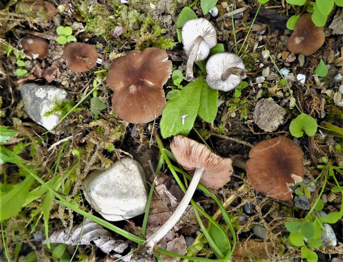 Pluteus podospileus Samtiger Dachpilz minutissimus Flockenstieliger Saprobiont Laubholz Boden Morchelbeet Esche Fraxinus excelsior Feldmykologe Pilzkurse Krieglsteiner Ruppertshofen Gruener Pfad