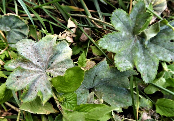 Podosphaera aphanis Sphaerotheca Rosengewaechse Mehltau Erysiphales Echter Parasitenkurs Feldmykologe Alchemilla vulgaris Geum urbanum Myzel Konidienrasen Krieglsteiner PIlzschule Schwaebischer Wald