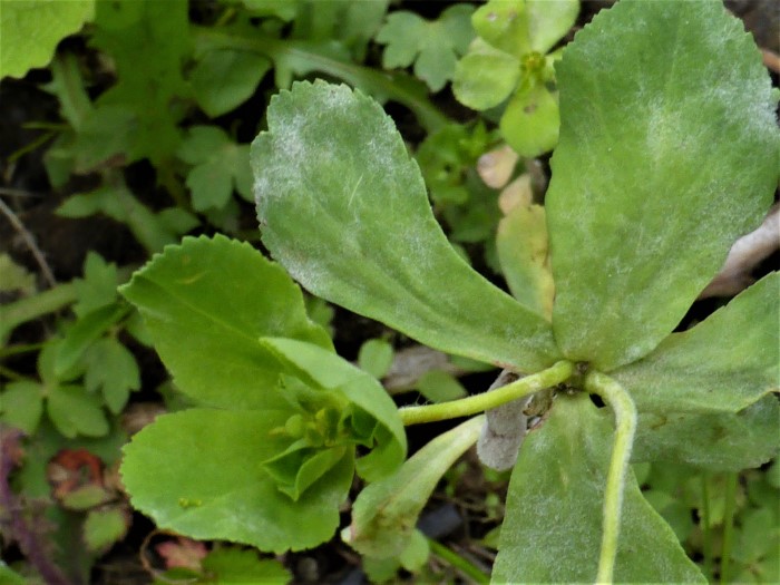 Podosphaera euphorbiae Wolfsmilich Mehltau Sonnenwend Euphorbia helioscopia Unkraut Blattoberseite Myzel Konidienrasen Fruchtkoerper Parasitenkurs Krieglsteiner Pilzschule Schwbischer Wald