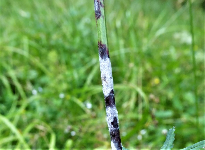 Podosphaera ferruginea Sphaerotheca Echter Mehltau Grosser Wiesenknopf Sanguisorba officinalis Frischwiesenbeet Naturgarten Duengeverbot keinje Pestizide Artenvielfalt Biodiversitaet Krieglsteiner