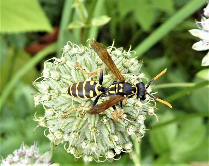 Polistes dominula Haus Feldwespe Gallische Franzoesische Hymenoptera Hautfluegler Vespidae Faltenwespen Beine haengend Grosse Sterndolde Astrantia major Apiaceae Artenvielfalt