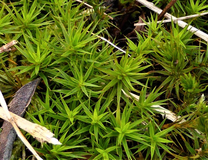 Polytrichum formosum Schoenes Widertonmoos Frauenhaarmoos acidophil Waldbodenmoos stabil Leitungsbahnen Gefaesse Polytrichastrum Polytrichales Haarmuetzenmoose Mooskurs PIlzschule Artenvielfalt Spraitbach