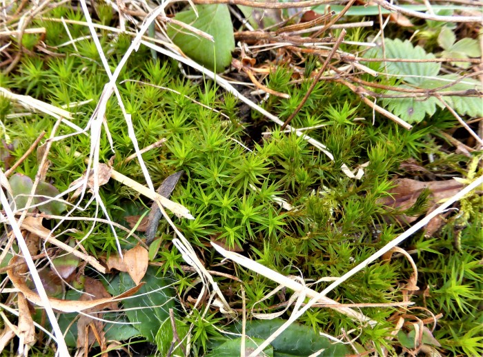 Polytrichum formosum Schoenes Widertonmoos Frauenhaarmoos acidophil Waldbodenmoos stabil Leitungsbahnen Gefaesse Polytrichastrum Polytrichales Haarmuetzenmoose Mooskurs PIlzschule Schwaebischer Wald