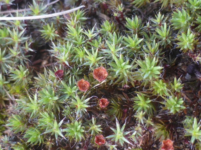 Polytrichum piliferum Glashaar Widertonmoos saures Heidebeet Saeurezeiger besonnte Standorte Magerrasen Heiden Antheridien Archengonienstaende Mooskurs Zeigermoos Feldmykologe Krieglsteiner PIlzschule