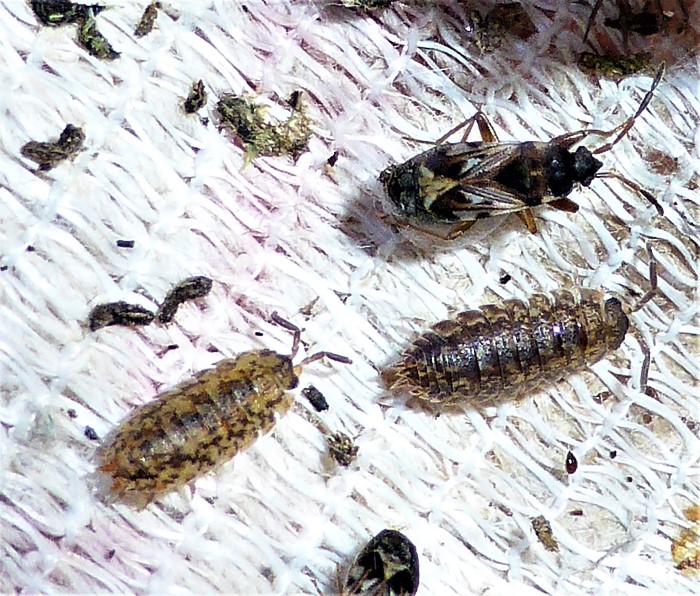 Porcellio scaber Kellerassel Krebse Crustacea Buchenstamm Aussen Pllzzucht Porcellionidae Isopoda Landasseln Naturgarten Krieglsteiner PIlzschule Schwaebischer Wald Artenvielfalt Biodiversitaet