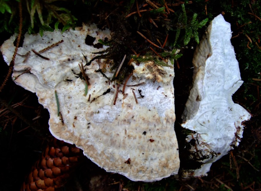 Postia guttulata 7 Bayern Oberpfalz Regensburg Nadelwald Schnitt Krieglsteiner Pilzschule Schwaebischer Wald Porlingskurs Feldmykologe Context gezont