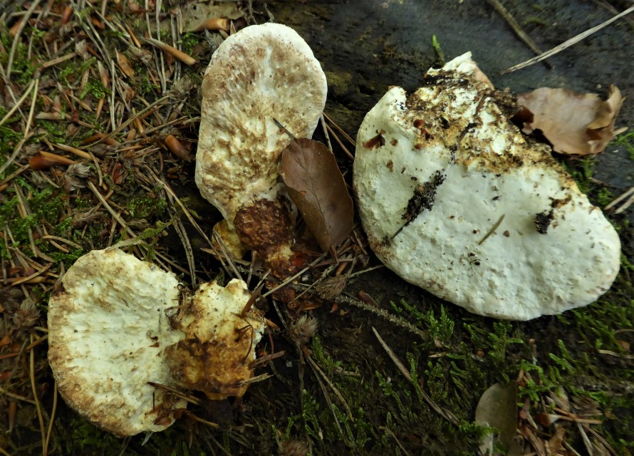 Postia guttulata 9 Bayern Bayerischer Wald Nadelholz Braunfaeule Krieglsteiner Pilzschule Schwaebischer Wald Porlingskurs Feldmykologe haeufiger Porling