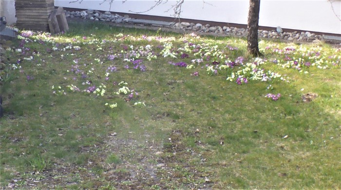 Primula acaulis Bastarde Gartenprimeln gelb violett lila Staengellose Schluesselblume Maerchengarten schaedlich Wildformen Echte Hohe Wiesen Wald gepflanzt ausgebracht Gartenabfaelle Waldwege Rastplaetze
