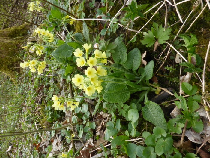 Primula elatior Hohe Schlsselblume Waldprimel Naturform Wildform schattige frische feuchte Standorte essbare Wildkraeuter PilzCoach Feldmykologe Pilzschule Schwaebischer Wald Bastarde