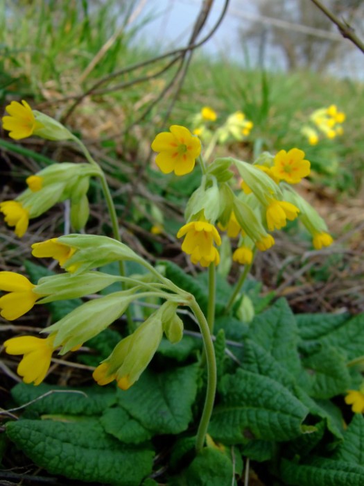 Primula veris officinalis Echte Wiesen Schluesselblume Primel Magerwiesen Kalk waermeliebend essbare Wildkraeuter Hybride Primula acaulis Gartenformen Rueckgang